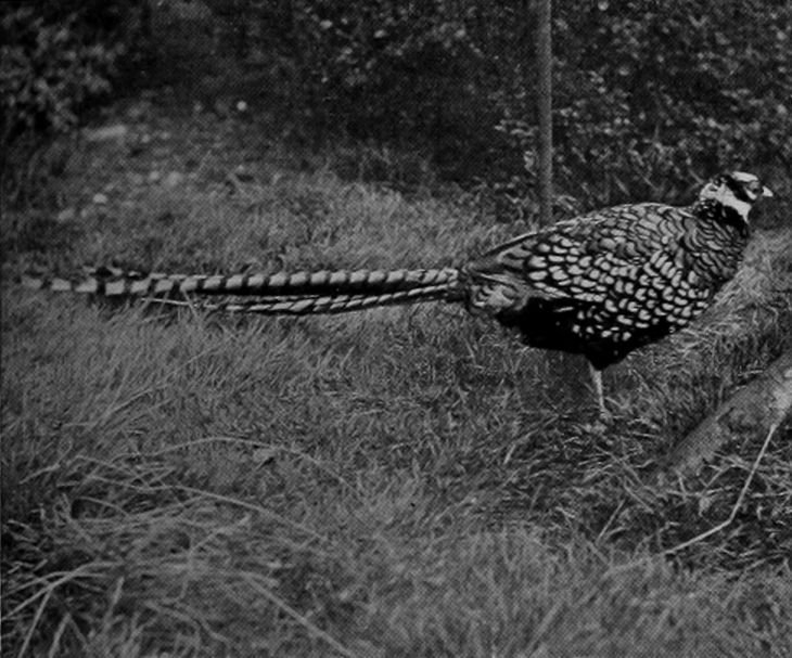 REEVES'S PHEASANT.