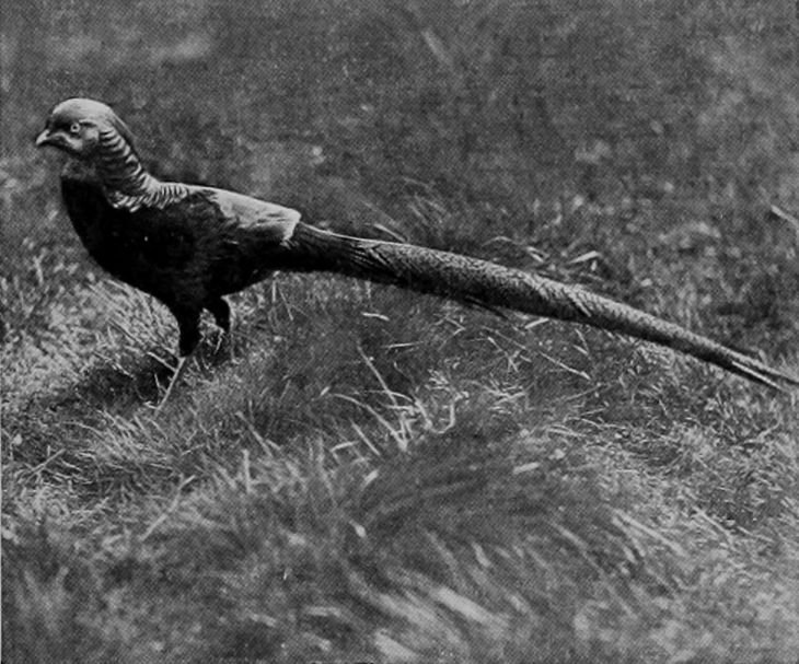 GOLDEN PHEASANT.