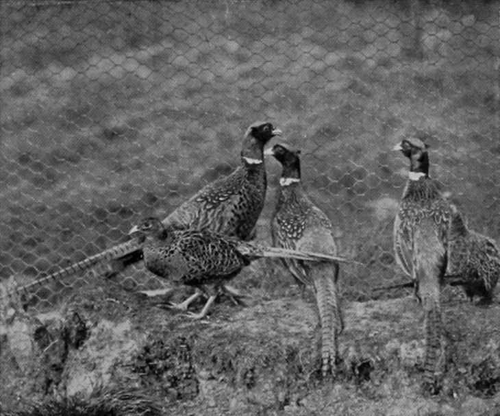 ENGLISH PHEASANTS.