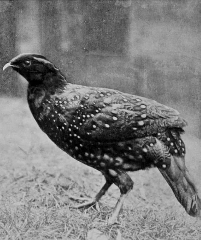 CHINESE TRAGOPAN.