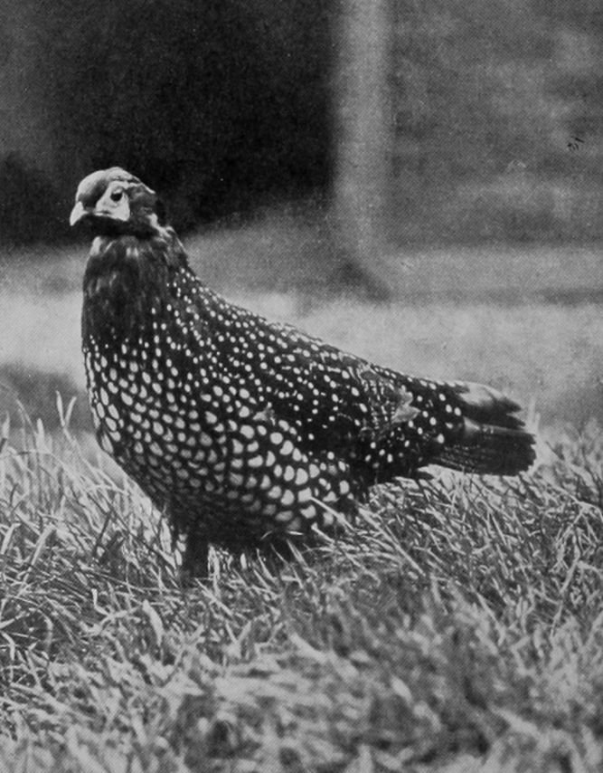 TEMMINCK'S TRAGOPAN.