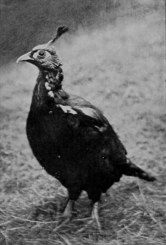 HIMALAYAN MONAL.
