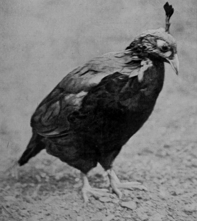 HIMALAYAN MONAL.