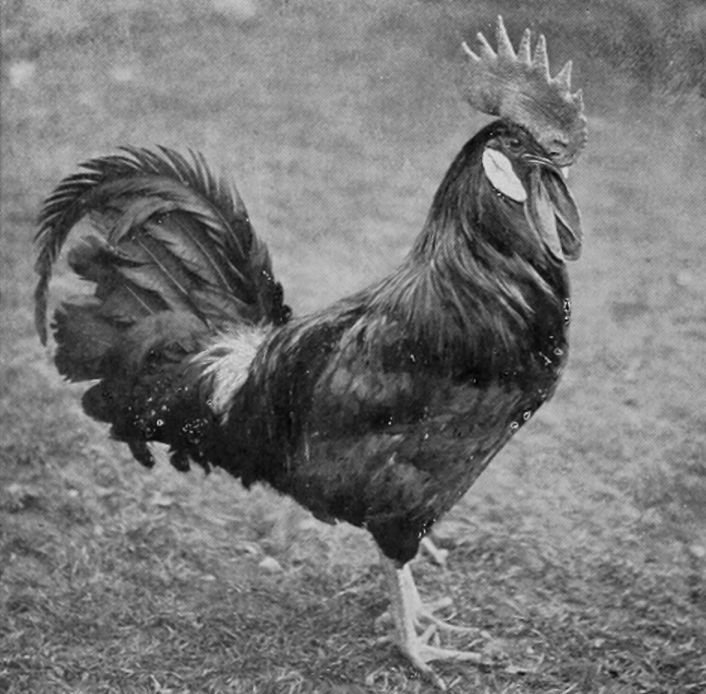 BROWN LEGHORN COCK.
