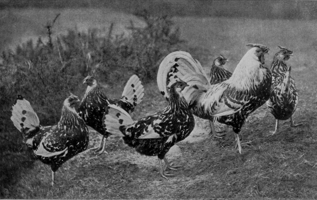 SILVER-SPANGLED HAMBURGS.