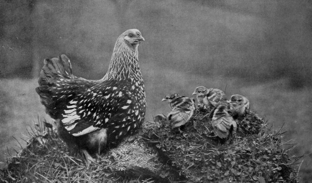 SILVER WYANDOTTE HEN WITH PHEASANT
    CHICKS.