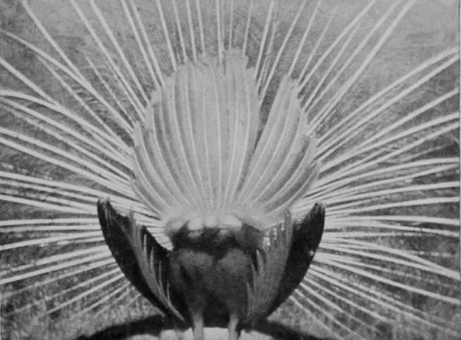 BACK VIEW OF PEACOCK.