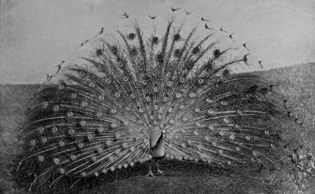 PEACOCK.