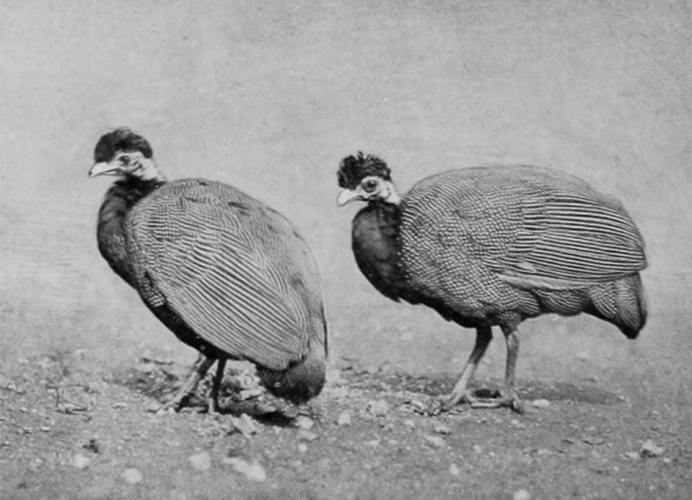 BLACK-CHESTED CRESTED GUINEA-FOWL.