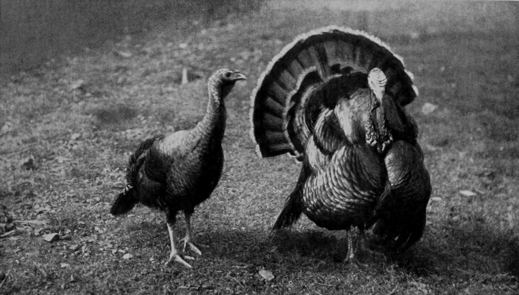 TURKEY COCK AND HEN.
