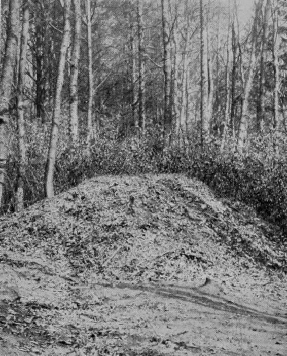 NEST OF BRUSH-TURKEY AT WOBURN ABBEY.