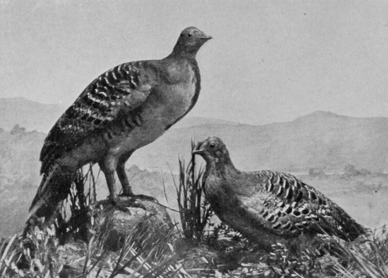 WALLACE'S PAINTED MEGAPODE.