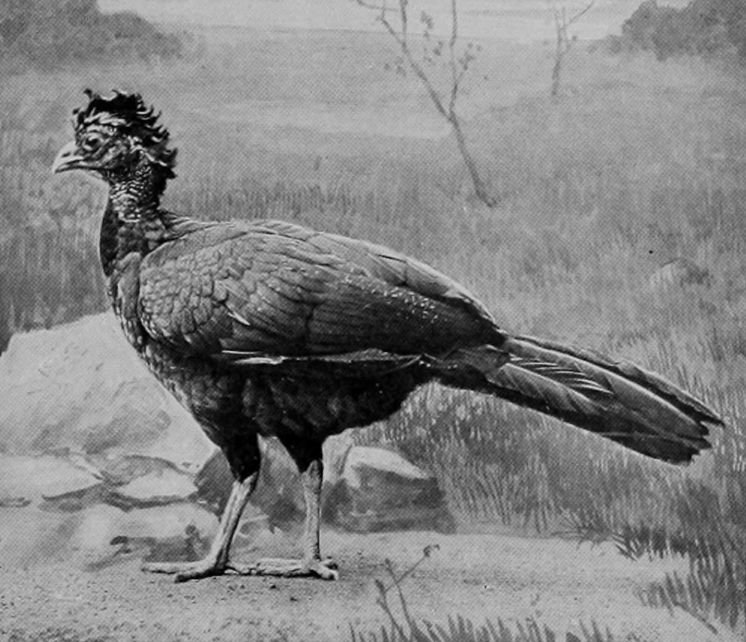 CRESTED CURASSOW.