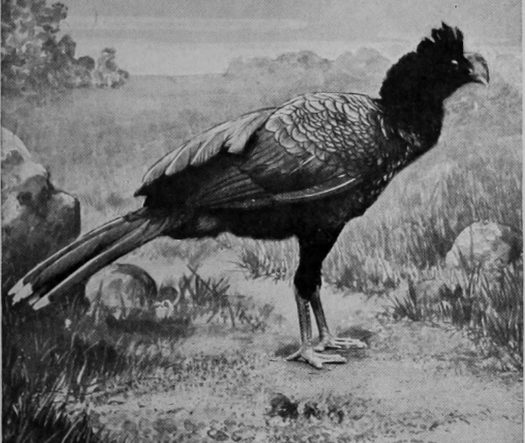 RAZOR-BILLED CURASSOW.