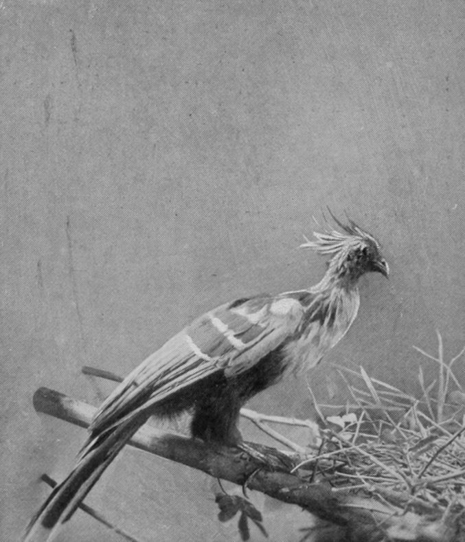 HOATZIN.