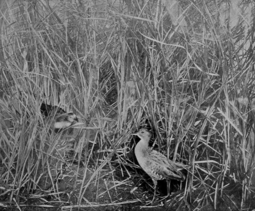 WATER-RAIL.