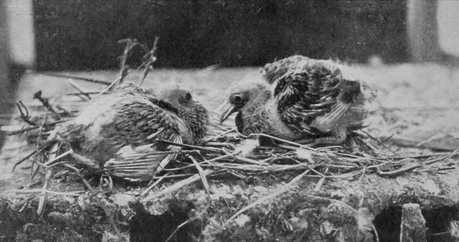 A PAIR OF YOUNG PIGEONS IN NEST.