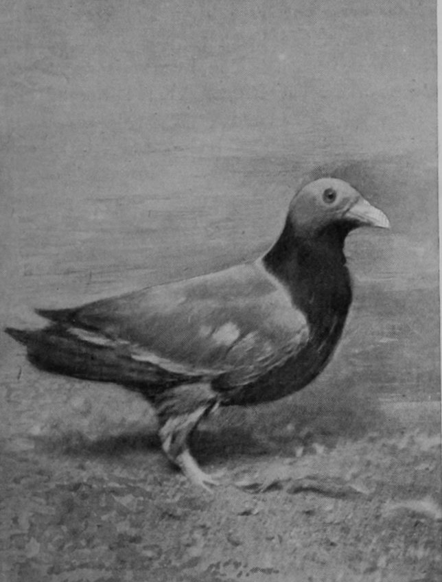 SOUTHERN FRUIT-PIGEON.