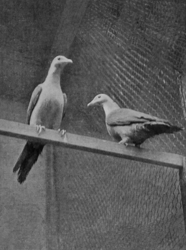 NICOBAR IMPERIAL FRUIT-PIGEONS.