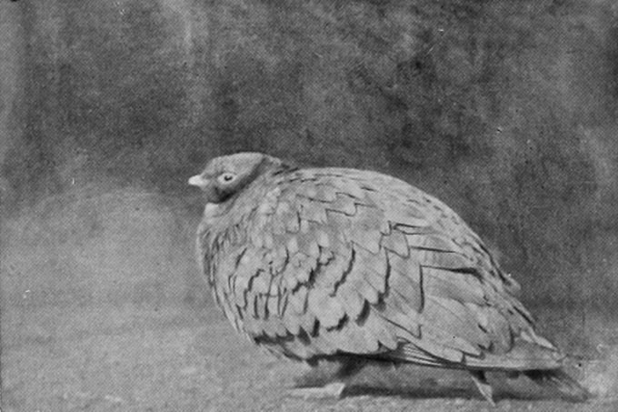 MALE BLACK-BELLIED SAND-GROUSE.