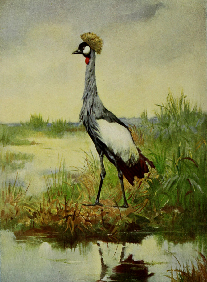 CROWNED CRANE.