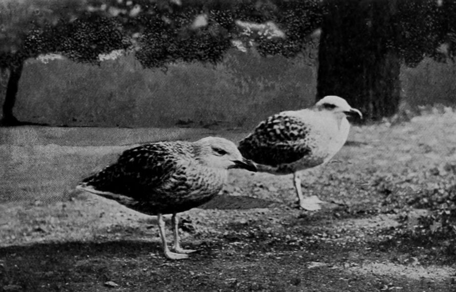 YOUNG HERRING-GULLS IN THE GREY PHASE OF
    PLUMAGE.