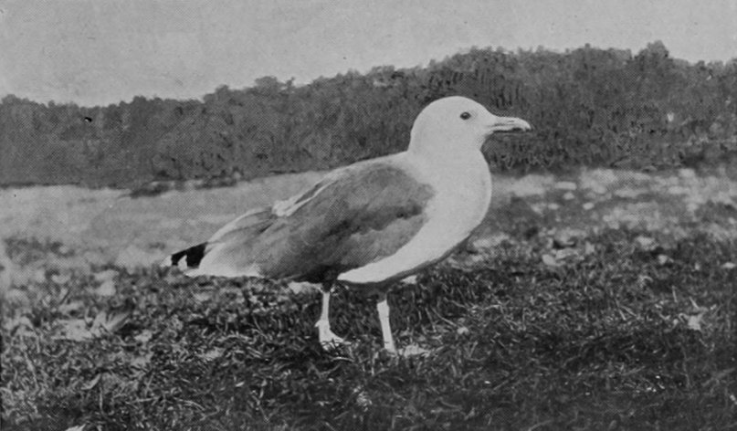 HERRING-GULL.