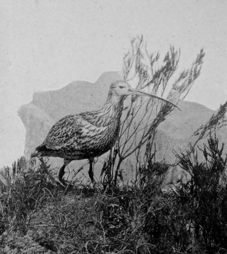 CURLEW.