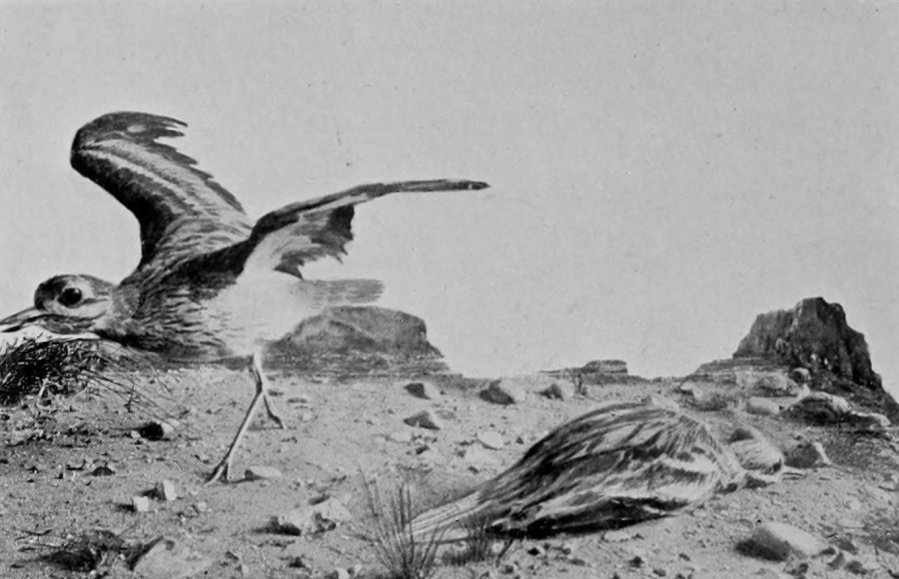 STONE-CURLEW, OR THICK-KNEE.
