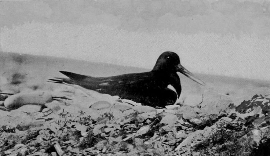 OYSTER-CATCHER ON ITS NEST.
