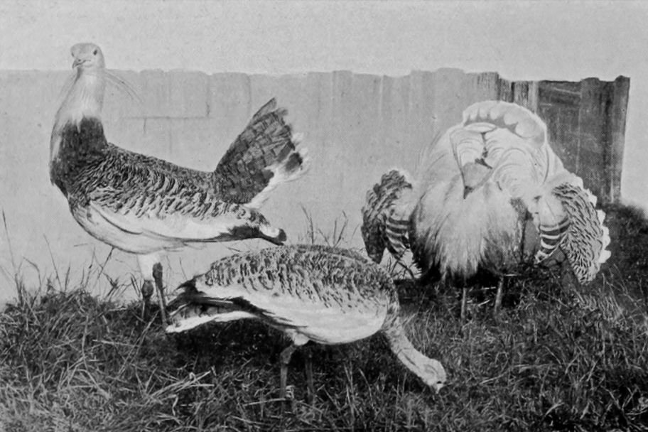 GREAT BUSTARDS.