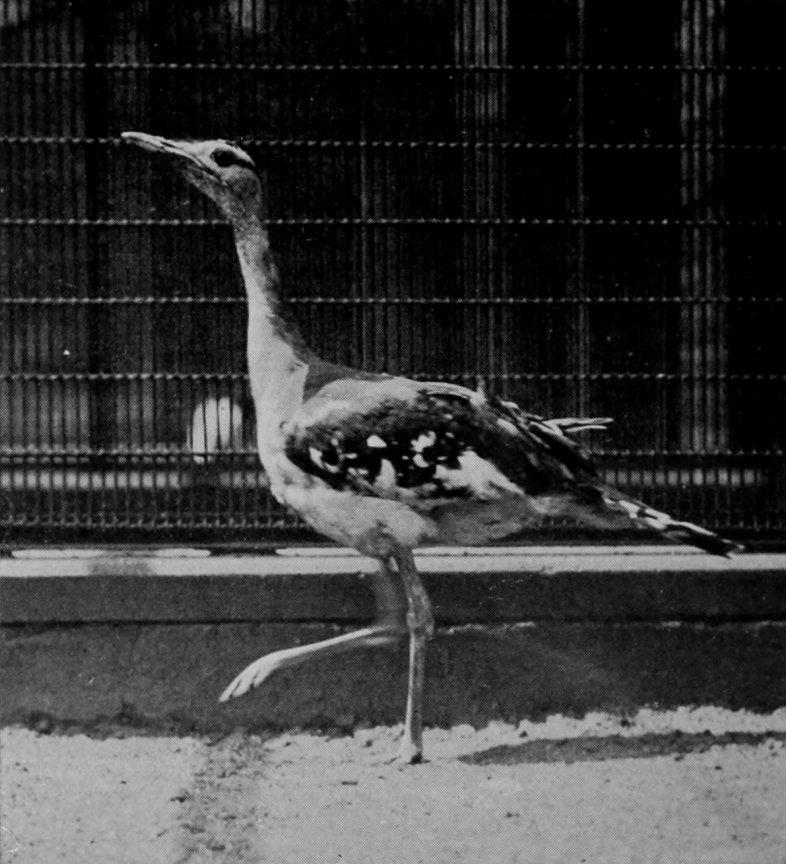 DENHAM'S BUSTARD.