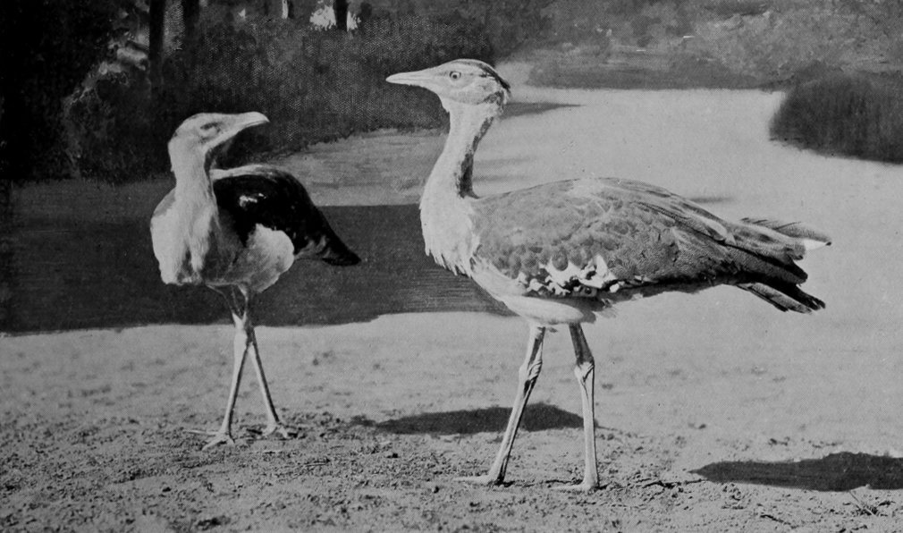 INDIAN BUSTARDS.