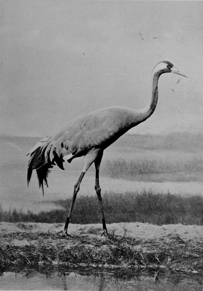 COMMON CRANE.