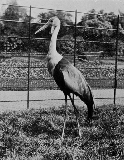 WATTLED CRANE.