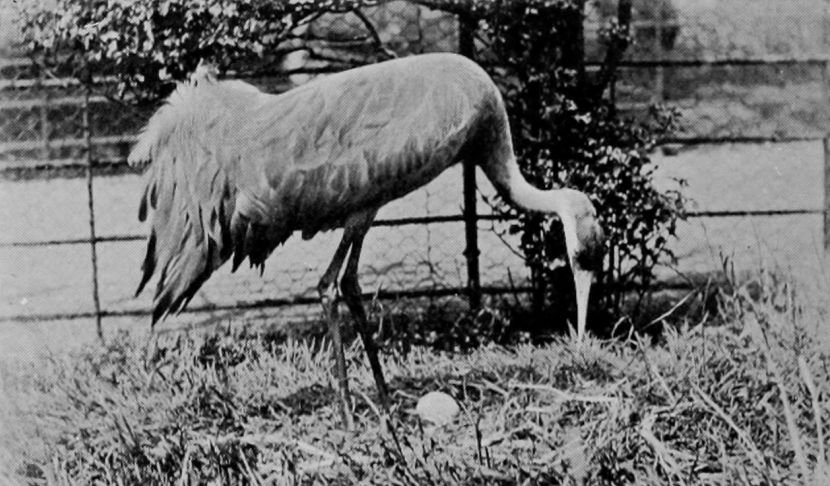 COMMON CRANE.