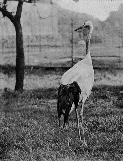 MANCHURIAN CRANE.