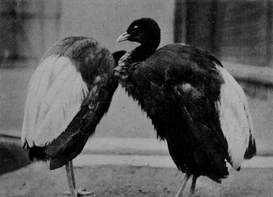 WHITE-BACKED TRUMPETERS.