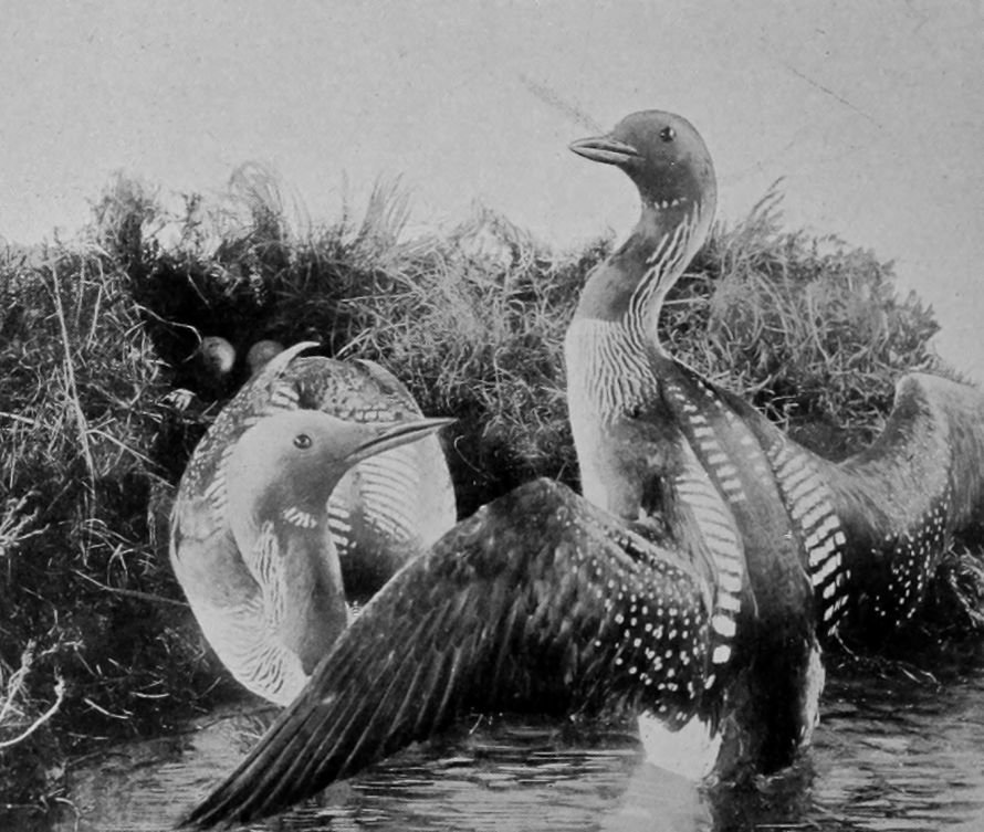 BLACK-THROATED DIVERS.