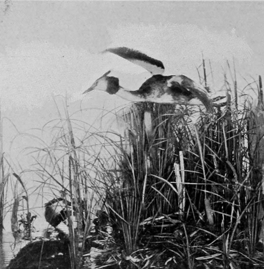 GREAT CRESTED GREBE.