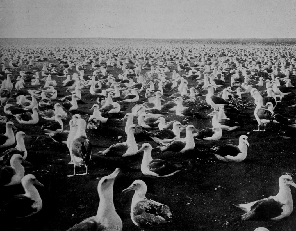NESTING ALBATROSSES ON LAYSAN ISLAND.