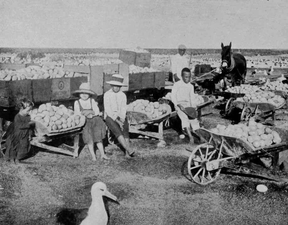 CARTING ALBATROSS EGGS ON THE ISLAND OF
    LAYSAN.