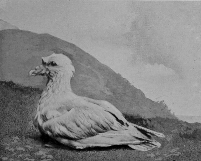 FULMAR PETREL.