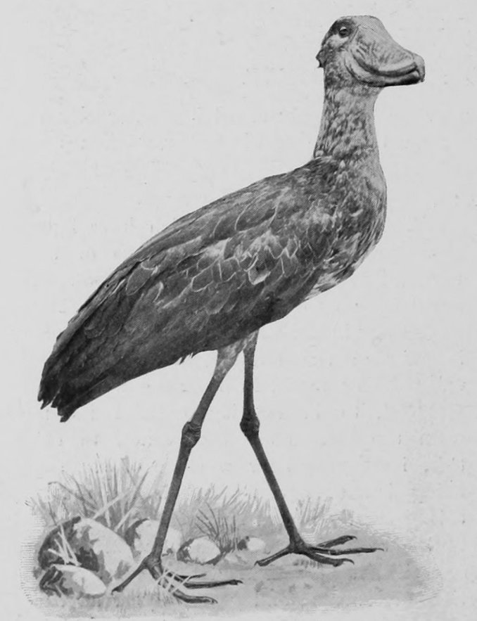 WHALE-HEADED STORK.