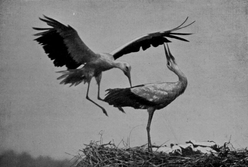 WHITE STORKS.