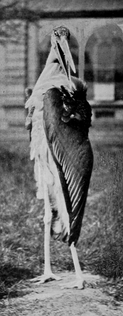 ADJUTANT-STORK.
