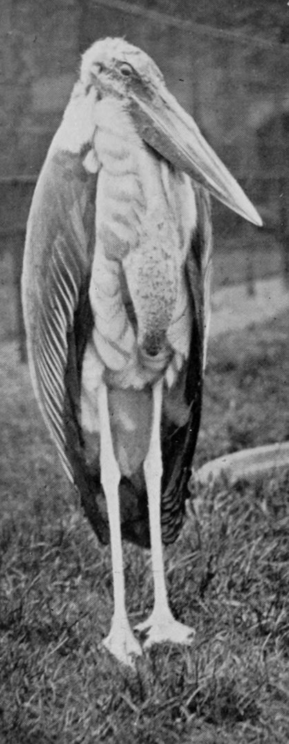 ADJUTANT-STORK.