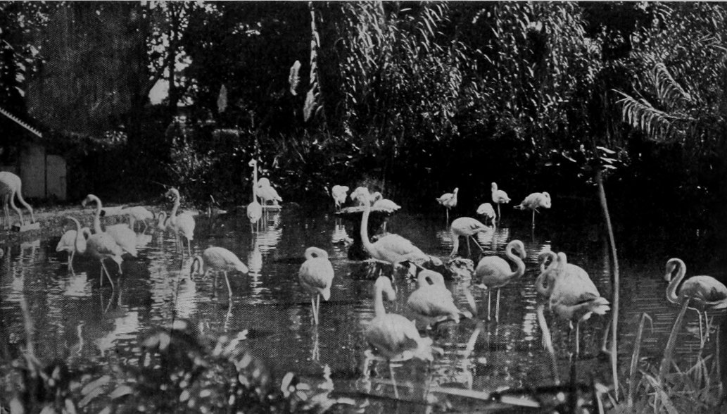 FLAMINGOES.