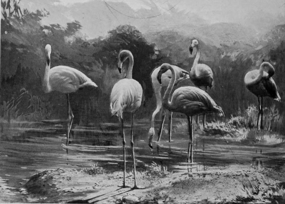 EUROPEAN FLAMINGOES.
