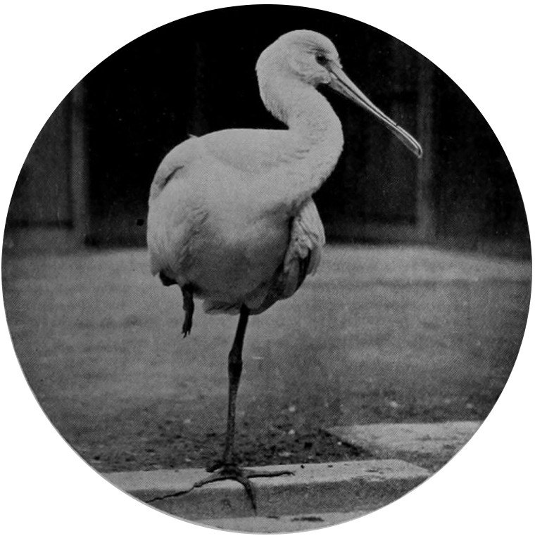 SPOONBILL.